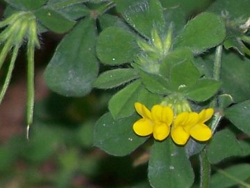 Lotus ornithopodioides